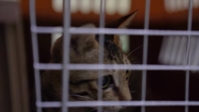 笼子里的猫咪流浪猫救助狸花猫田园猫