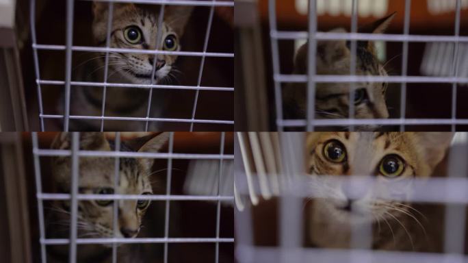 笼子里的猫咪流浪猫救助狸花猫田园猫