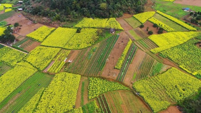 乡村油菜花航拍素材2