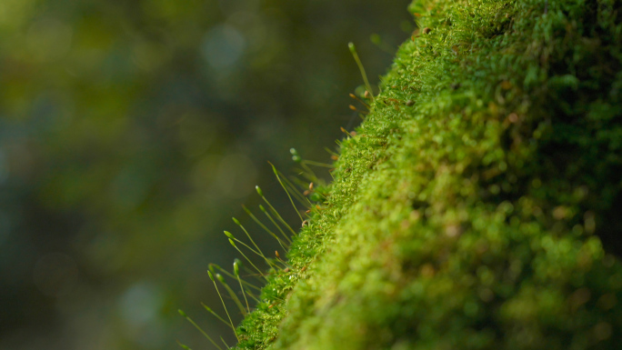 森林树木苔藓光斑