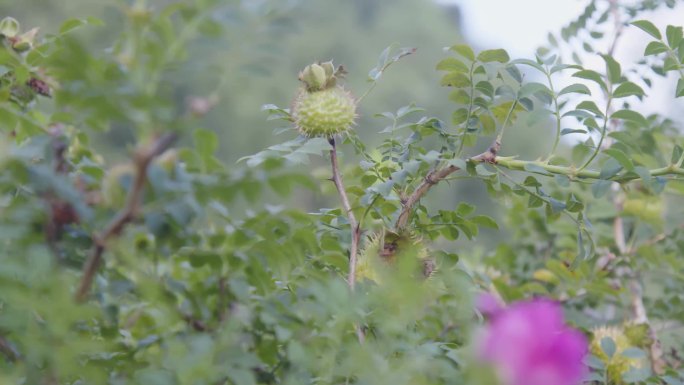 刺梨基地种植乡村振兴