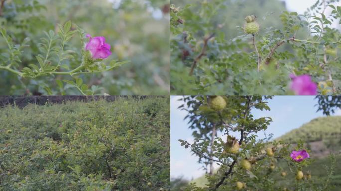 刺梨基地种植乡村振兴