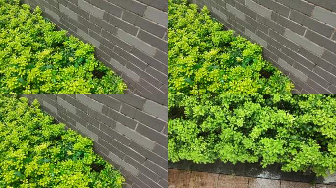【60帧】雨滴落下的墙边绿化植物