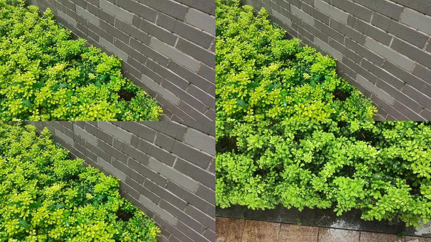 【60帧】雨滴落下的墙边绿化植物