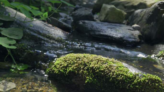 夏日山涧清凉的泉水