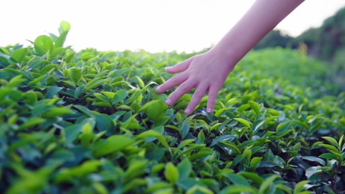 女孩手拂过茶叶-清新唯美茶园素材