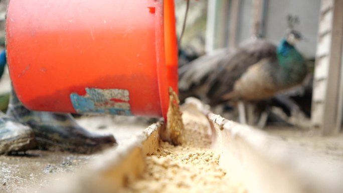 孔雀 孔雀饲养动物 孔雀吃食A018