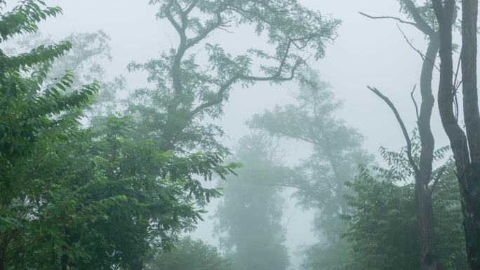 雨雾山林间公路