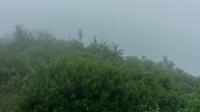 雨雾山林山顶山腰