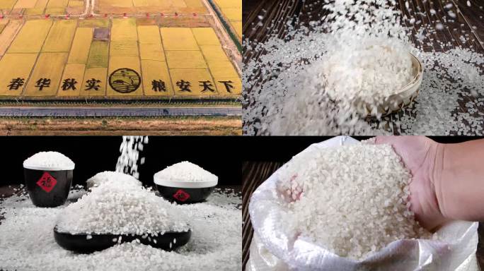 米大米水稻东北大米五常大米农业粮食农田