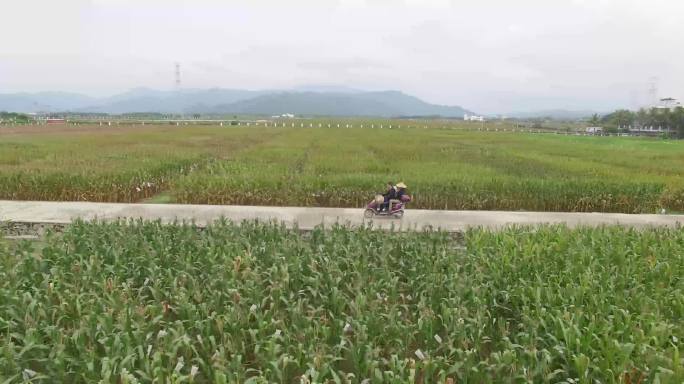 航拍4K在稻田里骑行的人