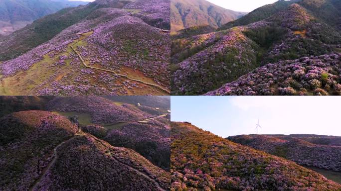 乌蒙大草原万亩杜鹃花