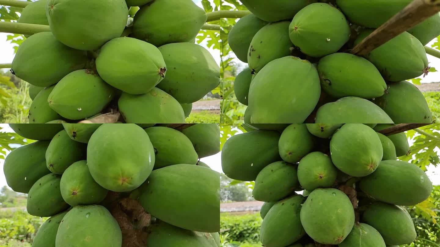 木瓜南方岭南水果水瓜木瓜子绿色原生态水果