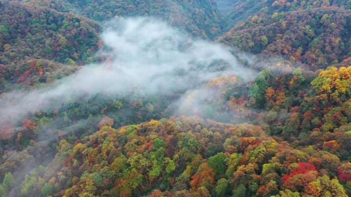 四川省巴中市米仓山国家森林公园航拍