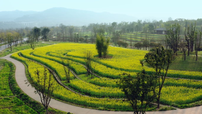 广阳岛油菜花航拍