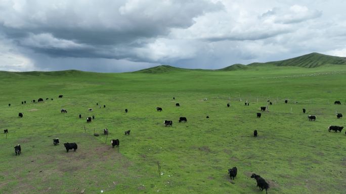 草原牦牛
