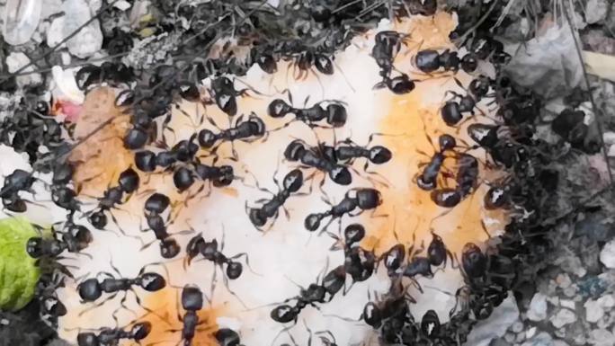 蚂蚁吃食物实拍素材21