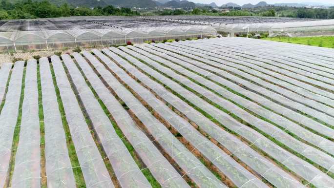 4k大棚种植新农村