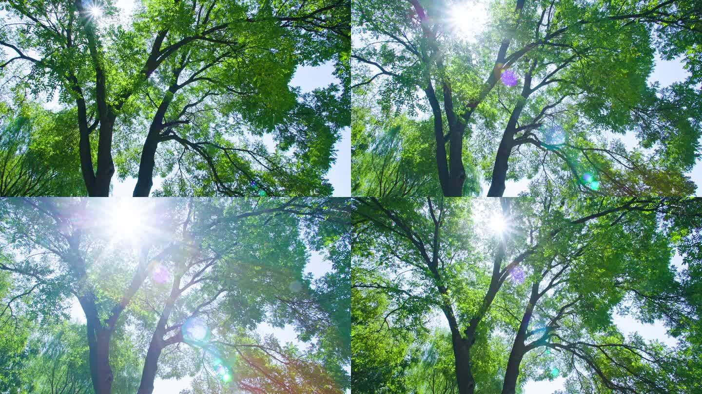 阳光穿过树叶-亲近大自然