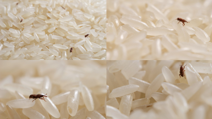 米虫 大米谷物贮藏粮食虫害
