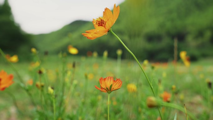 野花盛开的草地