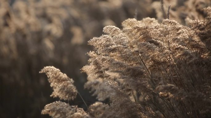 升格拍摄湿地芦苇