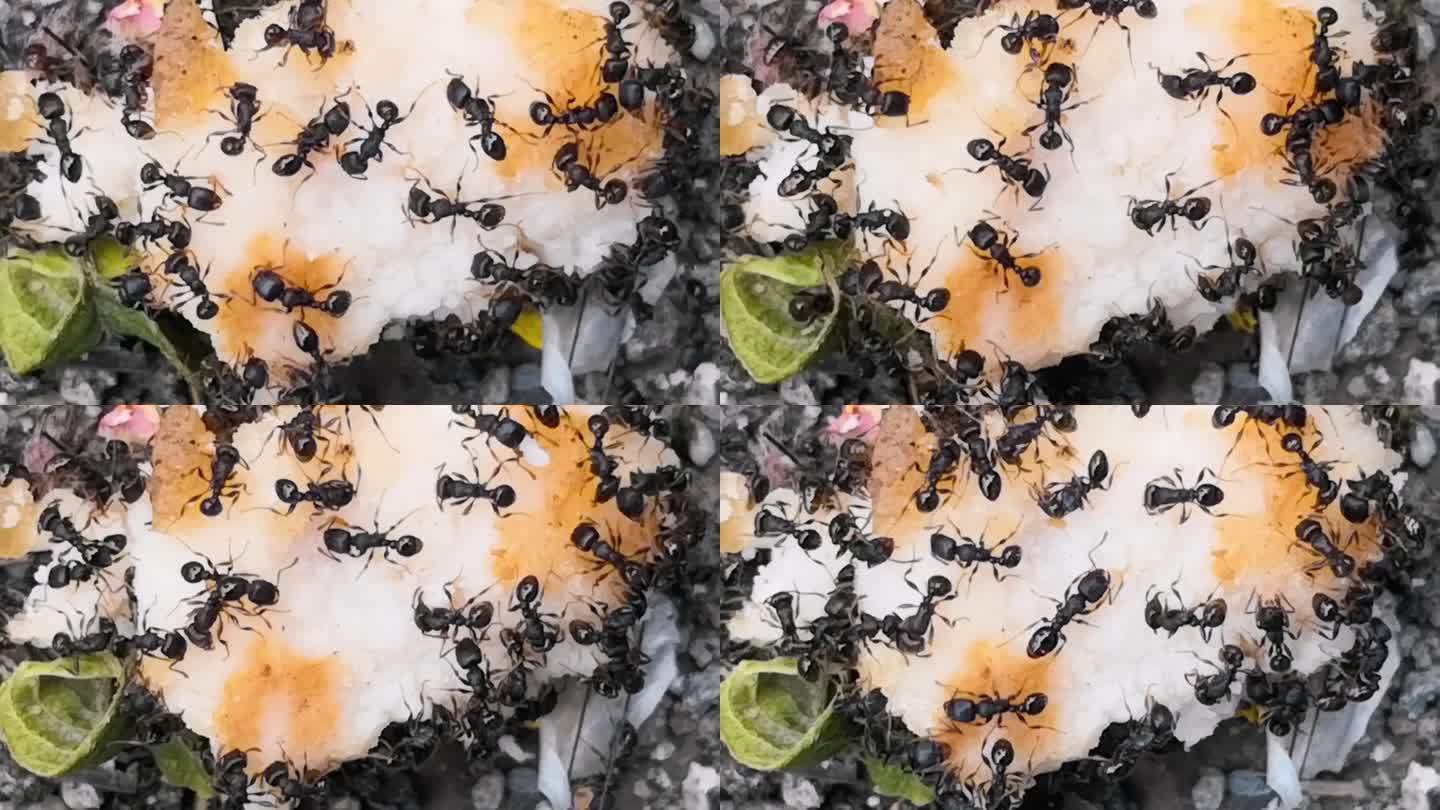 【蚂蚁抢食摄影图片】公园绿地生态摄影_阳光爷爷_太平洋电脑网摄影部落