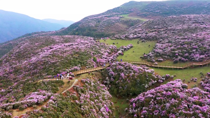 盘州市 乌蒙大草原杜鹃花海