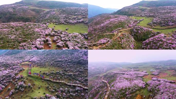 盘州市 乌蒙大草原杜鹃花海