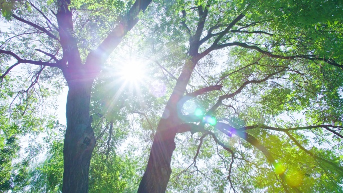 阳光穿过大树-夏天的时光