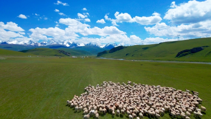 新疆草原牧民放羊4K航拍素材