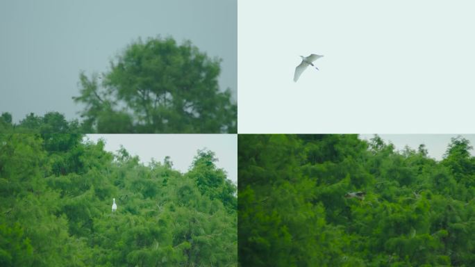 4K50帧鹭鸶林白鹭 鹭鸶 鸟归巢