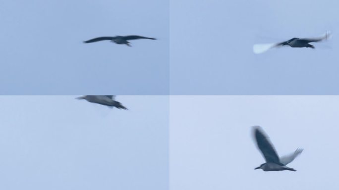 湿地飞鸟飞鸟水鸟白鹭起飞