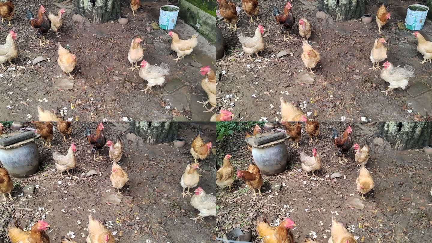 农村小院养土鸡