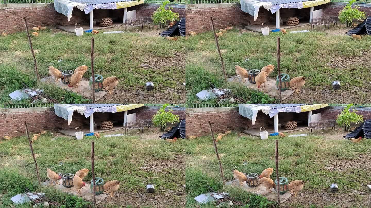 农家小院养鸡