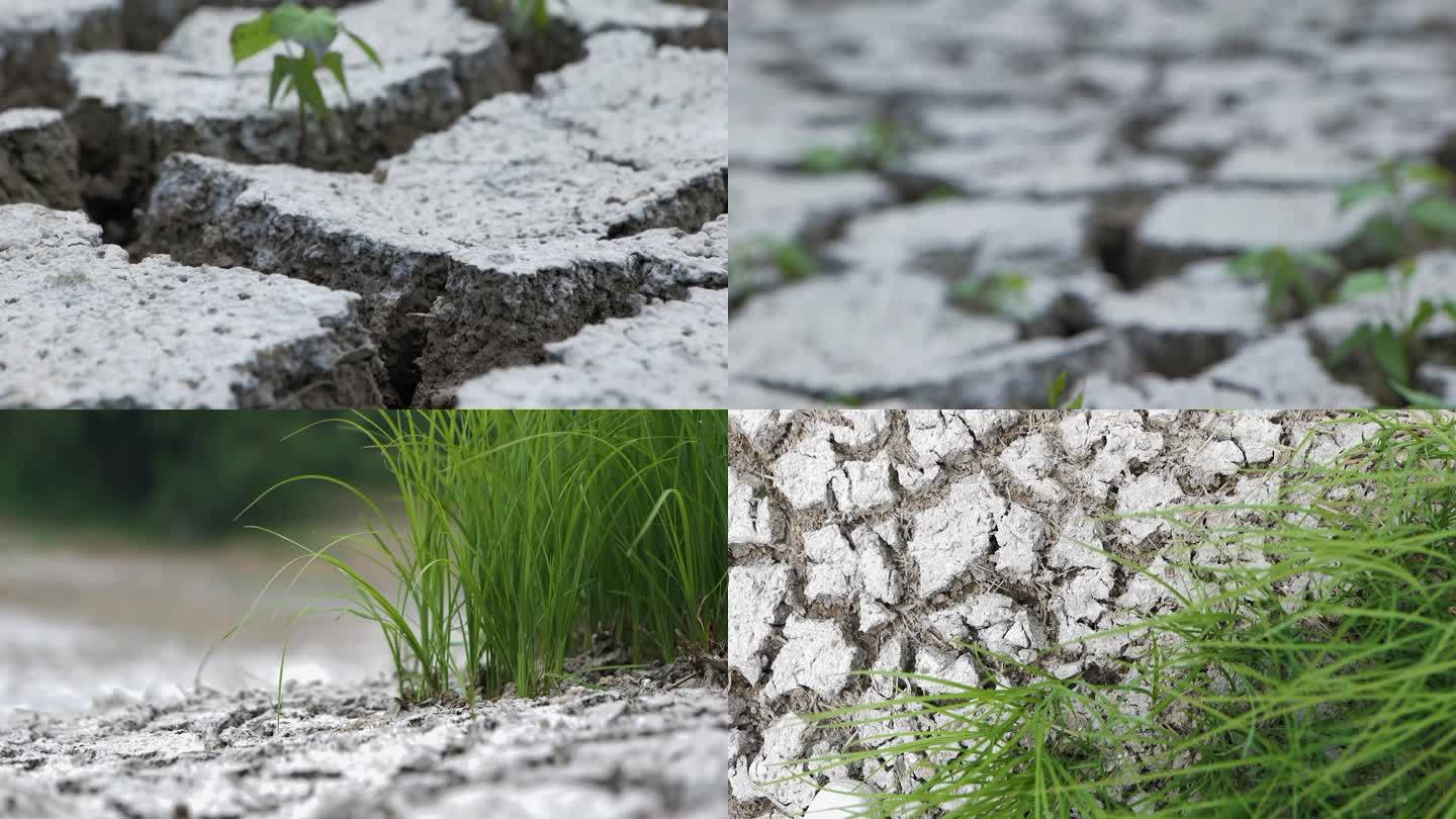 干旱裂纹土地上生命力顽强的绿植意境素材
