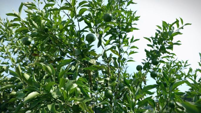 柚子柑橘农村乡村振兴产业