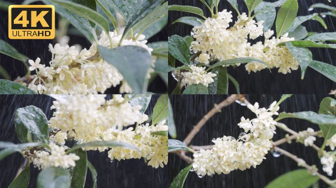 【4K】桂花在下雨天开花，桂花实拍素材