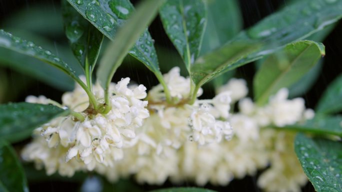 【4K】桂花在下雨天开花，桂花实拍素材