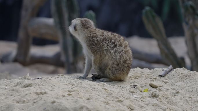 广州长隆野生动物园的狐獴