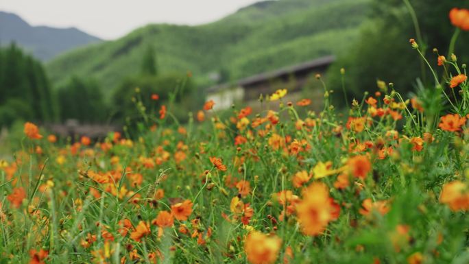 野花盛开的草地