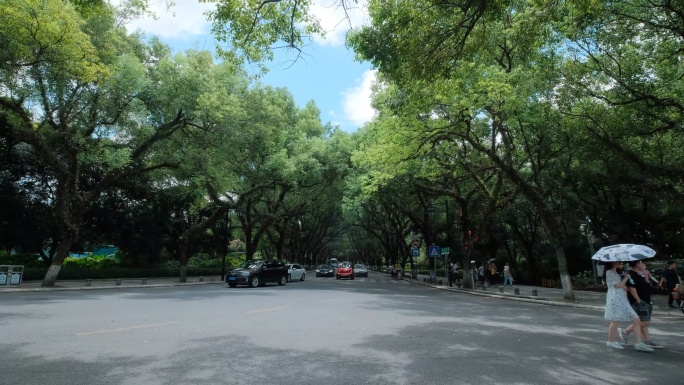 广西桂林城市道路绿树成荫的老城区街道街景