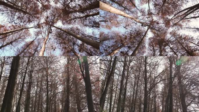 秋冬季节萧瑟的树林红杉木