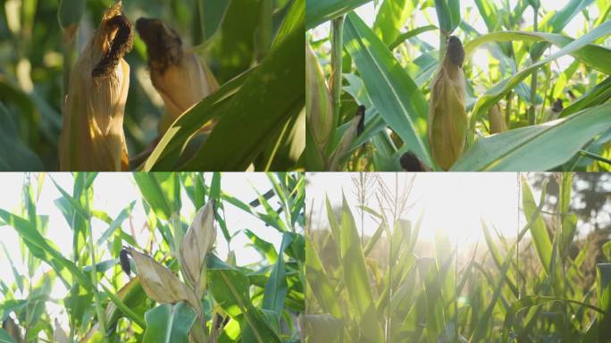 生态农业包谷玉米成熟农业丰收玉米特写