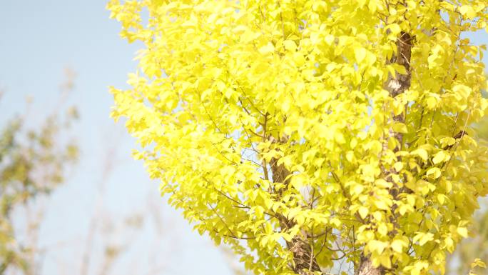 金黄色树叶风中摇摆秋天氛围唯美植物空镜