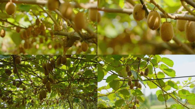 猕猴桃种植果园