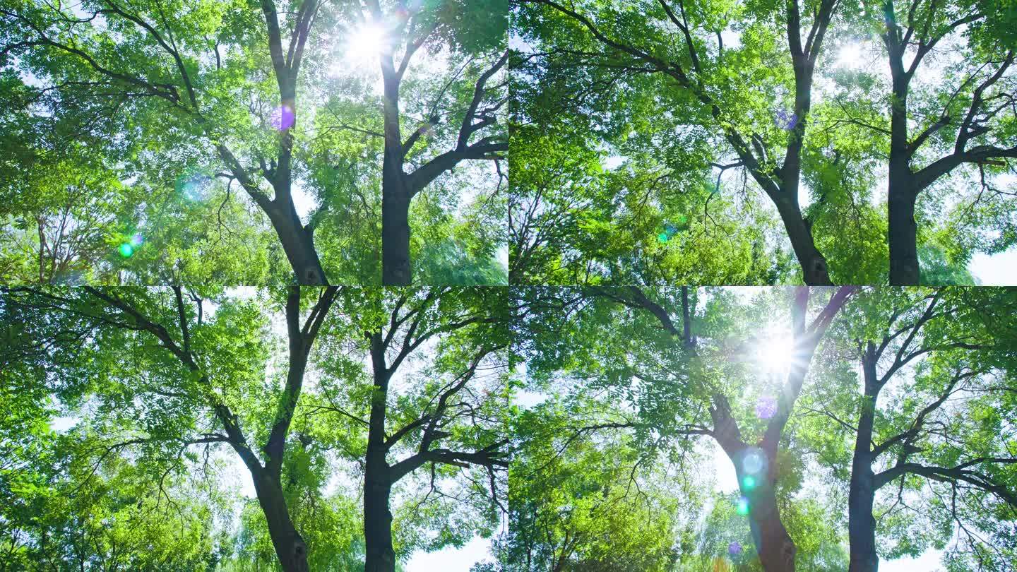 阳光穿过树叶-大树特写