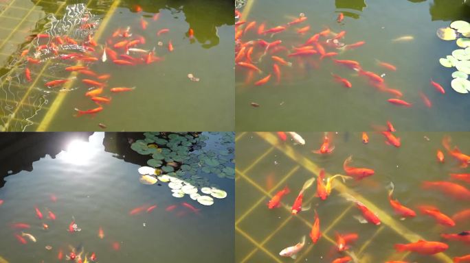 池塘里的红鲤鱼群