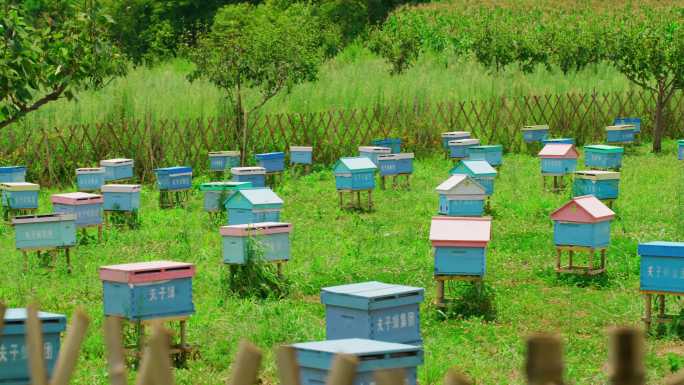 蜜蜂采蜜 蜂箱  蜜蜂养殖