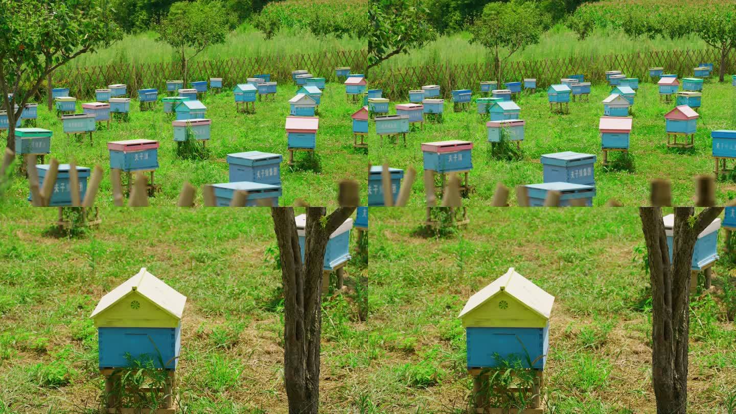 蜜蜂采蜜 蜂箱  蜜蜂养殖